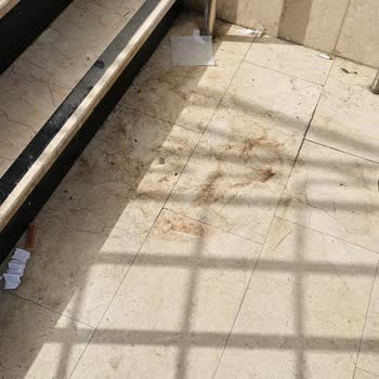 Sokak Köpekleri Ve Tuzla Belediyesi Nin İlgisizliği