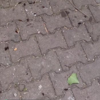 Rögar, Karaböcekler Bastı Sokak Çöp Ve Böcek Dolu Yürünmüyor!