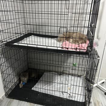 Aria Veteriner Kliniği Hayvan Sevgisinden Yoksunlar