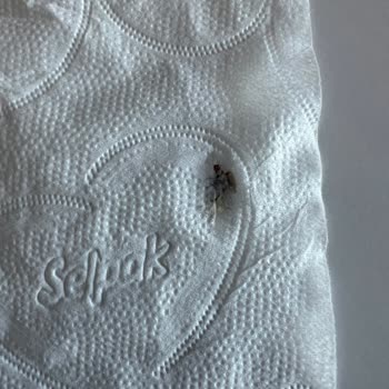 Selpak Tuvalet Kağıdında Ezilmiş Böcek