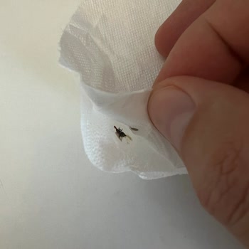 Selpak Tuvalet Kağıdında Ezilmiş Böcek