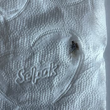 Selpak Tuvalet Kağıdında Ezilmiş Böcek