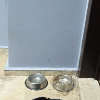 Çevre, Şehircilik Ve İklim Değişikliği Bakanlığı Kapımın Önünde Kedi Beslenmesi!