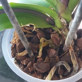 ÇiçekSepeti Kurumuş Çiçekler Bozulmuş