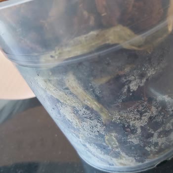 ÇiçekSepeti Kurumuş Çiçekler Bozulmuş