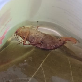 Salkım Gıda Marketten Alınan Salamura Yaprağında Böcek Bulundu