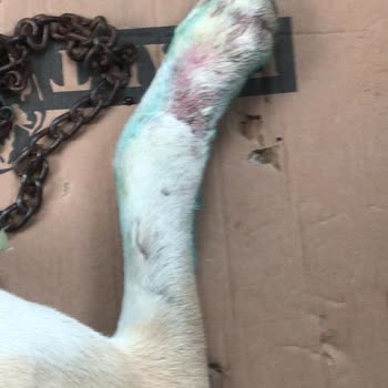 Aliağa Belediyesi Veterinerlik Müdürlüğü Hekimi Şikayet