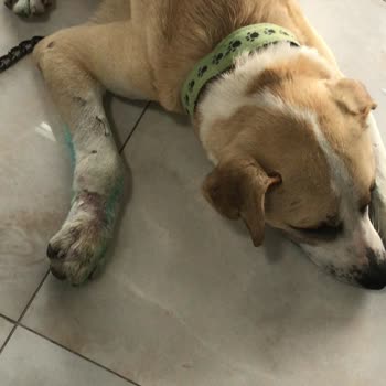 Aliağa Belediyesi Veterinerlik Müdürlüğü Hekimi Şikayet