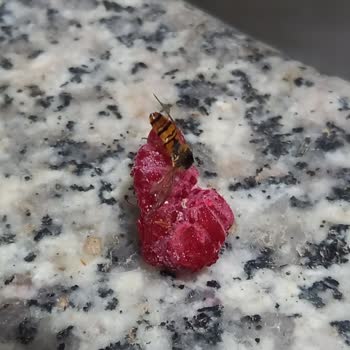 Migros Aldığıma Pişman Eden Marka Lavı