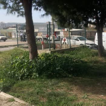 Buca Belediyesi Park Ve Bahçe İşleri Müdürlüğünün Sorumsuzluğu