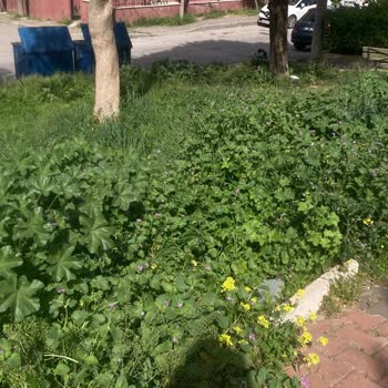 Buca Belediyesi Park Ve Bahçe İşleri Müdürlüğünün Sorumsuzluğu