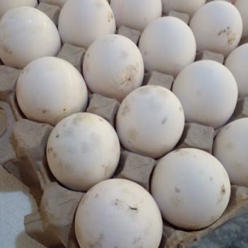 A101 Küflenmiş Yumurta Satışı