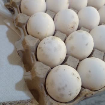 A101 Küflenmiş Yumurta Satışı