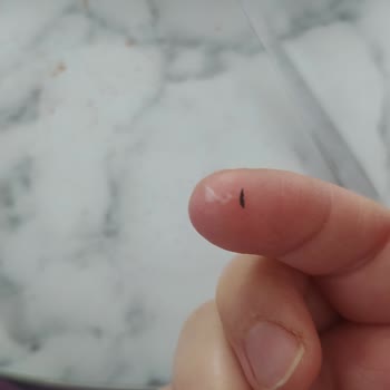 Teksüt Peynirden Çıkan İp