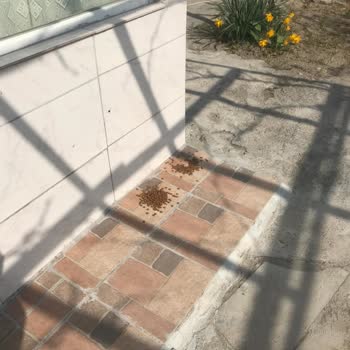 Goody Kedi Mamasını Kediler Yemiyor