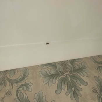 Enuygun'dan Kiraladığım Otelde Kabus Gibi Hamam Böcekleri