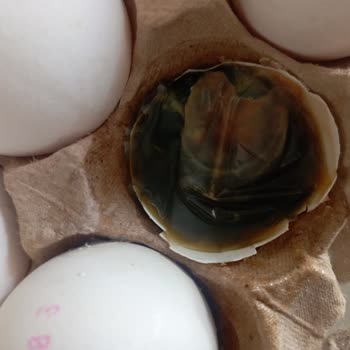 A101 Civcivli Yumurta Satıyor