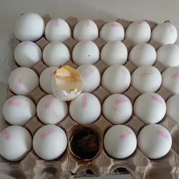 A101 Civcivli Yumurta Satıyor