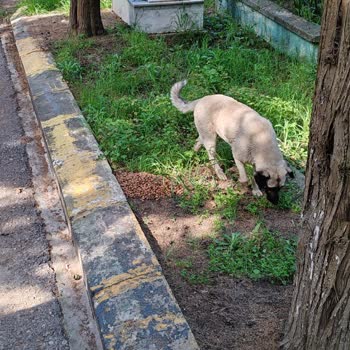 Goody Hayal Kırıklığı Yaratan Mama Deneyimi