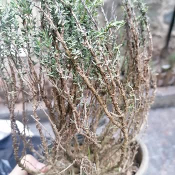 Fidan Diyarı (fidandiyarim.com) Fidan Diyarım Eksik Ve Hasarlı Ürün