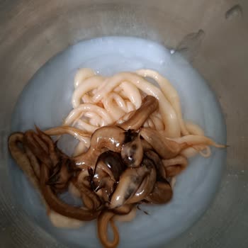 Palette Bozuk Ürün Son Kullanma Tarihi Geçmiş