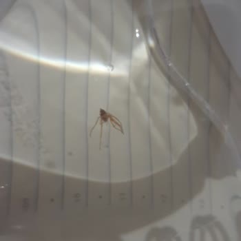 Ceysu 1,5L Suda Böcek
