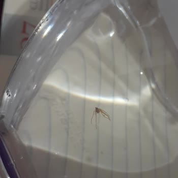 Ceysu 1,5L Suda Böcek