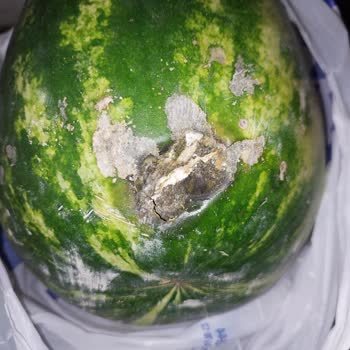 Carrefour SA Çürük Karpuz Hayal Kırıklığı