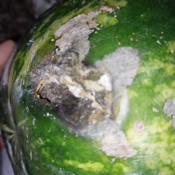 Carrefour SA Çürük Karpuz Hayal Kırıklığı