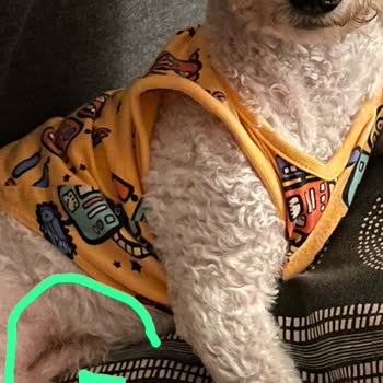 Bahçeşehir Petshop Köpeğimi Tıraş Ederken Karnını Kesti, Ayıplı Hizmete Giriyormuş