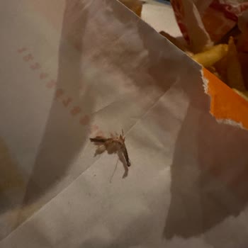 Burger King De Patatesin İçinden Böcek Çıktı