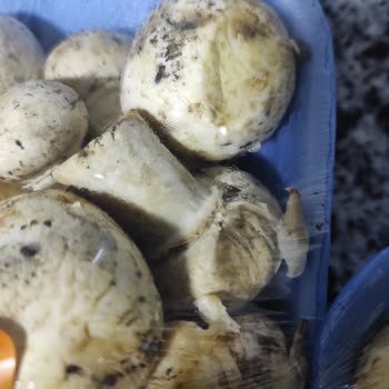 Migros Sanal Market İade Küflü Mantar