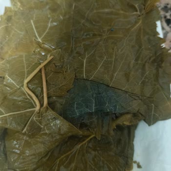 Zırhlı Toptan Market Salamura Yapraklarda Küf Sorunu