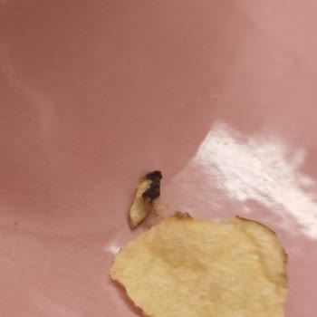 Doğuş Çay İçinden Sinek Çıktı