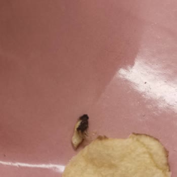 Doğuş Çay İçinden Sinek Çıktı