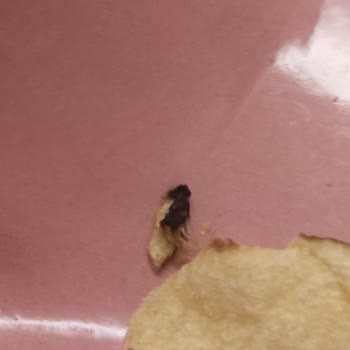 Doğuş Çay İçinden Sinek Çıktı