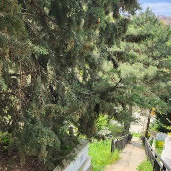 İBB - İstanbul Büyükşehir Belediyesi Hekimbaşı Mezarlığı İçinde Düzensizlik