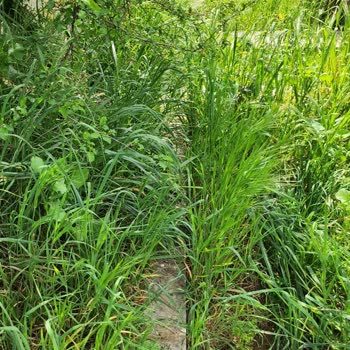 İBB - İstanbul Büyükşehir Belediyesi Hekimbaşı Mezarlığı İçinde Düzensizlik