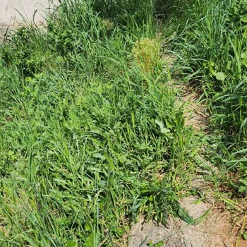 İBB - İstanbul Büyükşehir Belediyesi Hekimbaşı Mezarlığı İçinde Düzensizlik