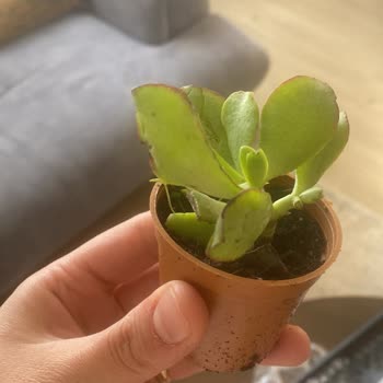 Fidan Pazarı Çer Çöp GD