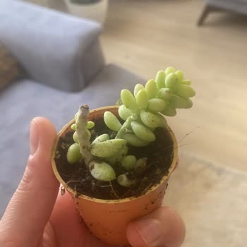 Fidan Pazarı Çer Çöp GD