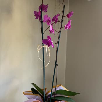 Çiçek Sepeti Sorunu