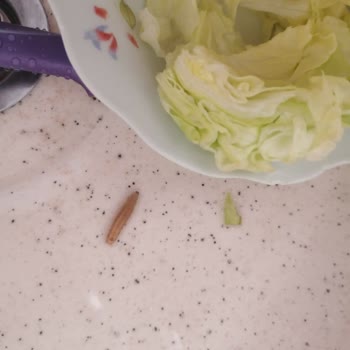 Getir Üzerinden Alınana Komagene Çiğköftenin İçerisinden Tırtıl Çıktı.