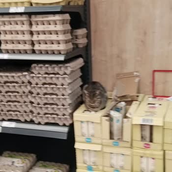 A101 Mağazası Kedi Dolu
