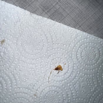 Ruffles Cips İçinde Bilinmeyen Cisim