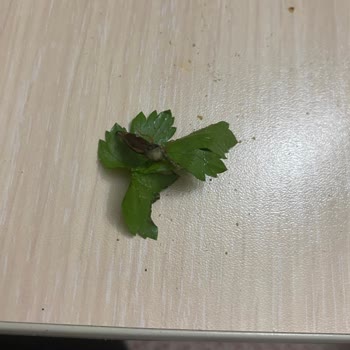 Nazar İşkembe Salonu Yemeğinde Böcek Çıktı