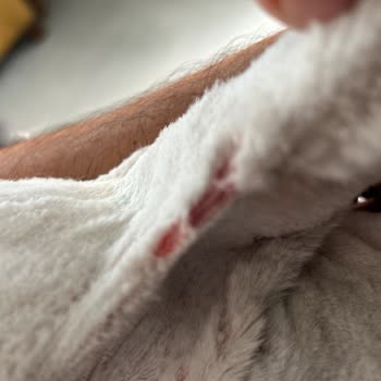 Çeşmealtı Veteriner Hekim Sorun Yaşattı