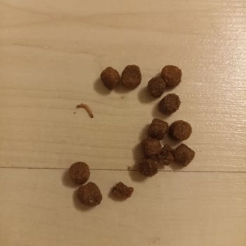 Petimce Köpek Mamasında Kurt Şoku!