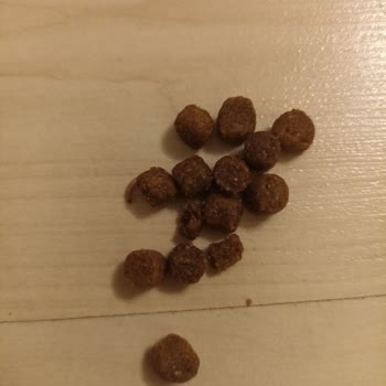 Petimce Köpek Mamasında Kurt Şoku!