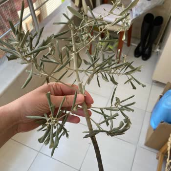ÇiçekSepeti Saksı Çiçeğinin İçine Ağaçtan Dal Kesip Koymuşlar